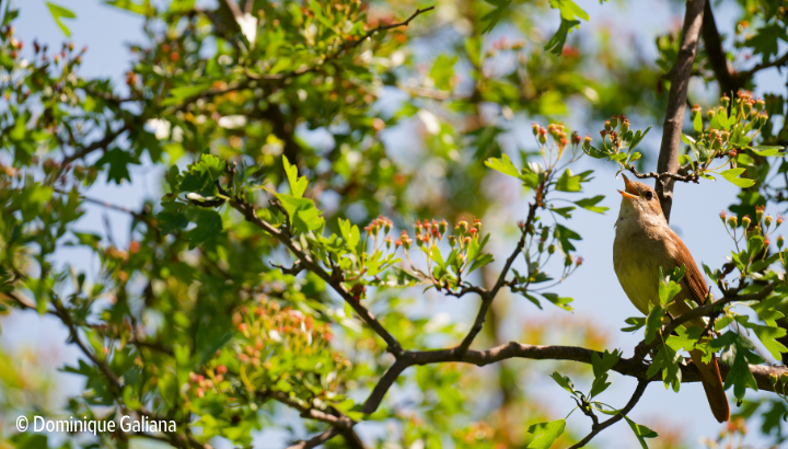 L'arbre et l'oiseau